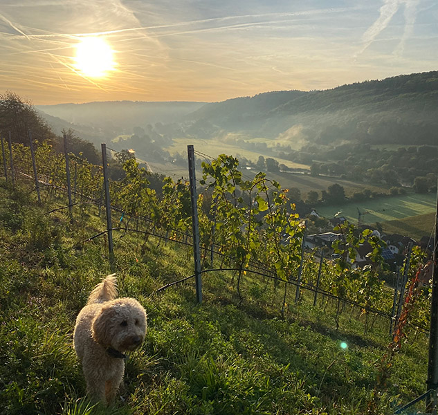 Weinberg mit scharfem Trauben-Wachhund